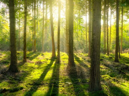 Bosco verdeggiante nel periodo primaverile