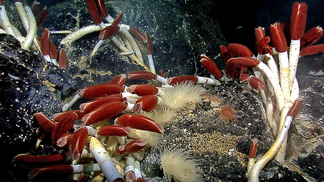 Riftia pachyptila nei fondali delle Galapagos