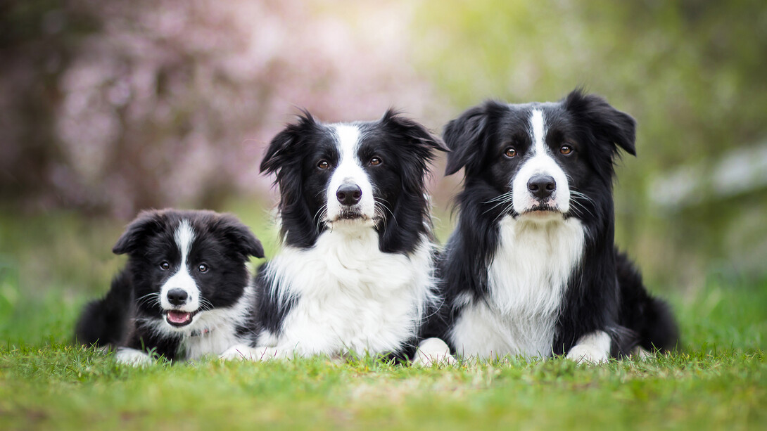 Il cane è presente sulla Terra da più di 135.000 anni 
