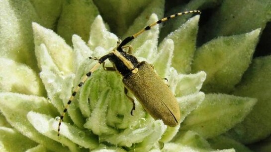 Agapanthia (Synthapsia) kirbyi Gyllenhal, Photo Saltini Lucio; Courtesy GMSN