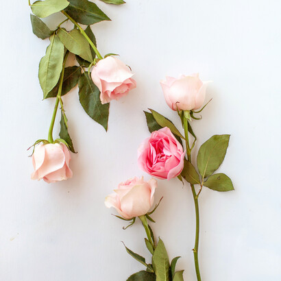 Rosa di grazia antica