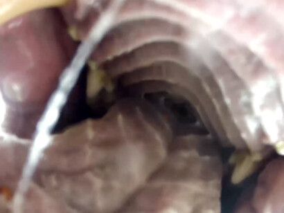 Emilio Vavarella, Animal Cinema, 2017, frame video 3