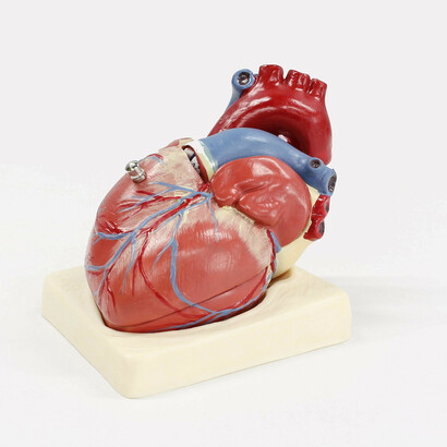 Model of the human heart: stress management is important to regulate blood pressure