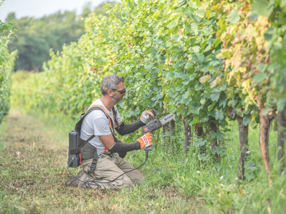 Dendrochirurgia, ovvero la chirurgia degli alberi, tra i vigneti del Friuli-Venezia Giulia