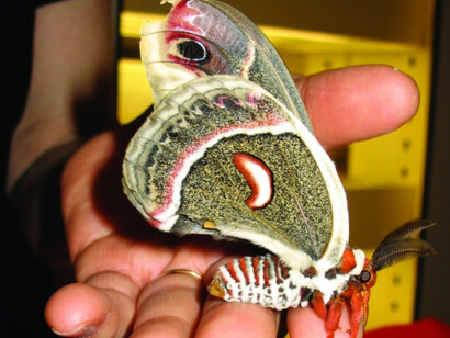 Arthropods. Courtesy of Harvard Museum of Natural History