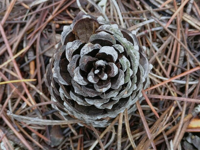 Piña de pino en el suelo. ¡Huele! En ella está el olor de la naturaleza, de la creación, de la vida, de la madre tierra con el delicado perfume de la madera