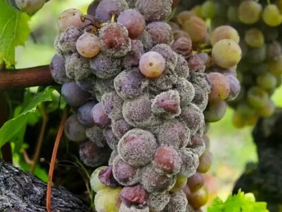 La muffa nobile, "Botrytis Cinerea", agisce parzialmente disidratando gli acini, concentrando zuccheri, acidi e composti aromatici unici