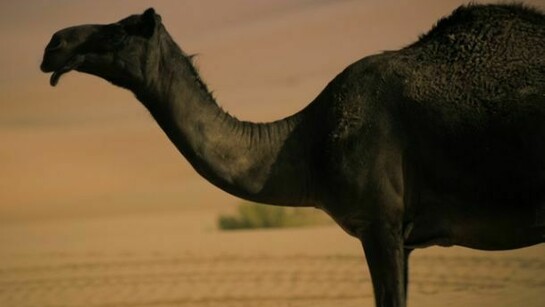 Wael Shawky, Dictums Manqia I, 4K Ultra HD video, 2013 Courtesy the artist and Lisson Gallery