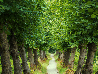 There is a limit to the amount of carbon that can be dealt with, if at the same time we are also sequestering a similar amount of carbon in soil