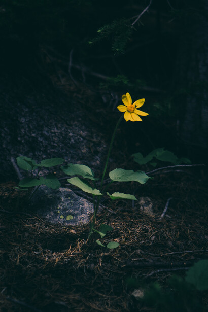 Aiuta a mantenere bella la Terra