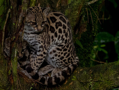Margay​, también conocido como maracayá, y su cría en el bosque nuboso de Monteverde, Costa Rica