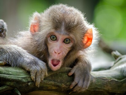Human wisdom in monkey eyes