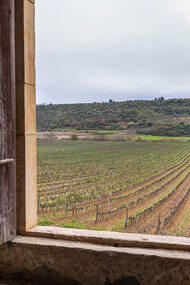 Sono tante in Sicilia le cantine che producono vini d’eccellenza 