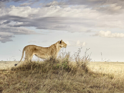 David Burdeny, Lioness in repose, Masai Mara, Kenya (detail). Courtesy of Anne Loucks Gallery