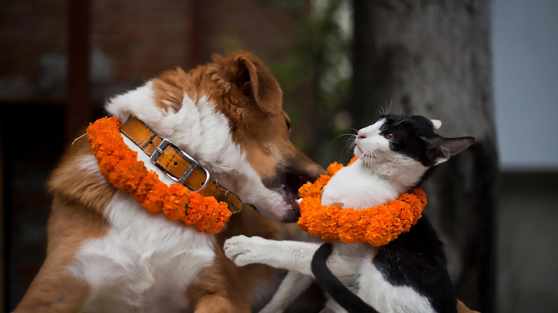 Khicha Puja (also known as Kukur Tihar or Narak Chaturdashi, Nepali: कुकुर तिहार) is an annual festival originating in Nepal, celebrated on the second day of the Swanti or Tihar festival (around October or November). This day, called Khicha Puja or Kukur Tihar, is dedicated to the worship and honoring of dogs, recognizing their loyalty, friendship, and service to humans