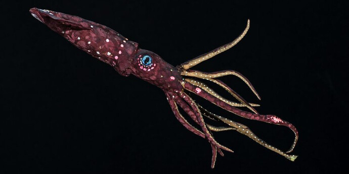 The world of Oceans. Courtesy of Haus der Natur 
