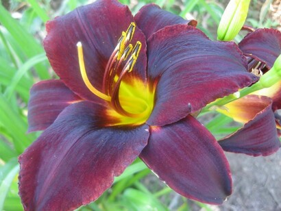 Hemerocallis Starling