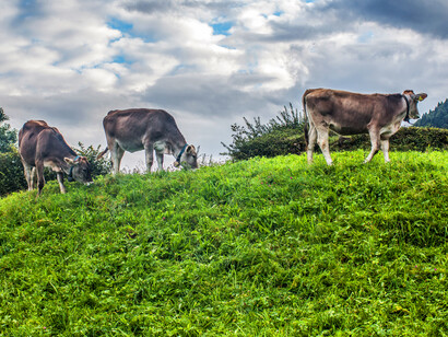 Meadow Cows, ph. Michael Stillwater
