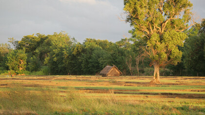 Farmland beside the hotel © Gehan de Silva Wijeyeratne