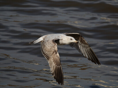 Herring Gull approaching 3rd summer © Gehan de Silva Wijeyeratne