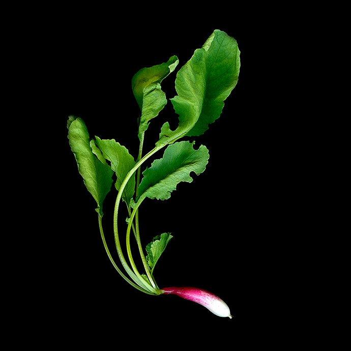 Jerry Freedner, Radish, 12" X 12", archival pigment prints, edition of 20