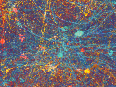 Mapa neuronal desarrollado por The Human Brain Project