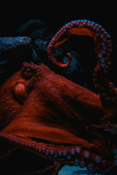 Um polvo. Os tentáculos de "The Octopus" se estendiam por diversos setores