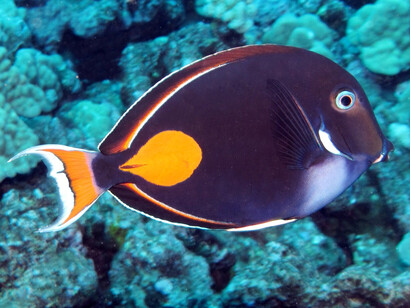 Acanthurus achilles