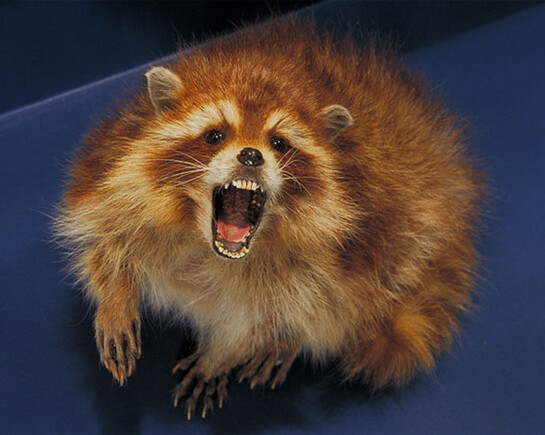 Mammal Gallery. Courtesy of Canadian Museum of Nature