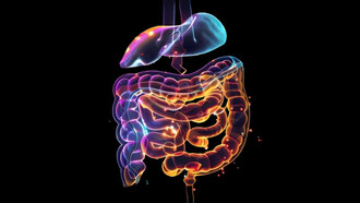 Healthy gut bacteria can help flush PFAS from the body, protecting organs like the liver and intestines from toxic buildup