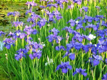 L'iris du Jardin Botanique