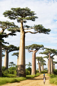 Baobab trees along a dirt road called the Avenue of the Baobabs in Morondava, Madagascar. They may live for 5,000 years