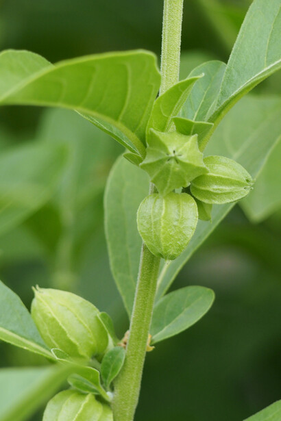 A Ashwagandha ajuda o corpo a lidar com o estresse físico e mental, promovendo bem-estar e aumentando a clareza mental