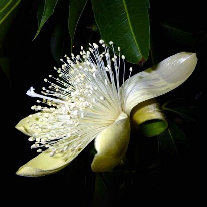 Boab è in grado di accedere a schemi profondamente radicati ed eliminarli insieme a tutte le convinzioni derivate