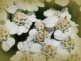 Achillea millefolium. A lista mostra que apenas nove espécies possuem usos etnobotânicos em Portugal Continental, o que é pouco, tendo em consideração o número total de PEC’s litadas, que foram quarenta no total. A partir daqui que se pode concluir? Que não soubemos tirar o devido proveito? Não, de todo, apenas que agora elas se vêm confinadas a outros usos