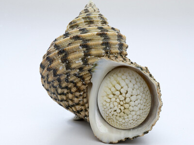 !Hola Caracola! Courtesy of Casa de la Ciencia