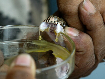 The collection of snake venom in the laboratory
