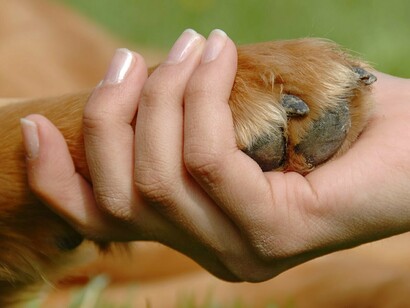 El cariño de un perro