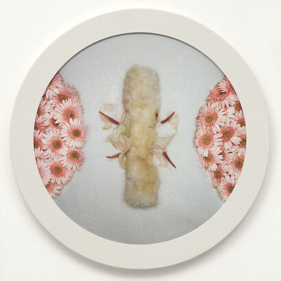 Helen Chadwick, Wreath to Pleasure No 8, 1992-1993, Cibachrome print on aluminium faced MDF in a glazed powder, coated steel frame, 110 (diameter) x 5 cm, Copyright The Estate of Helen Chadwick, Courtesy Richard Saltoun Gallery