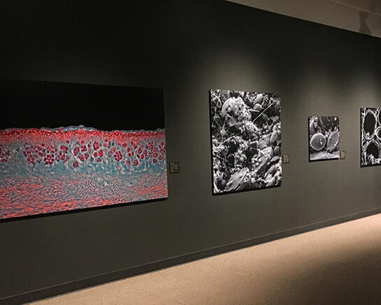 World in a Drop. Courtesy of Harvard Museum of Natural History 