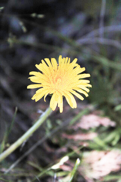 Dandelion at Zaamin National Park, the city of Zaamin, Jizzakh region, Uzbekistan