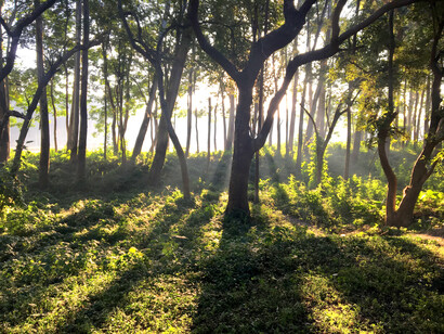 Minor forest within the campus