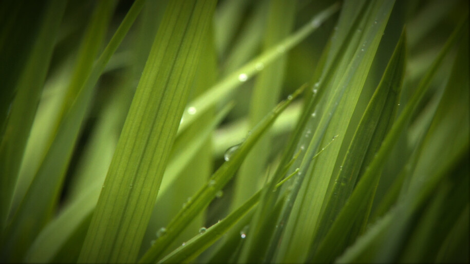 David Ian Bickley, Green Flow
