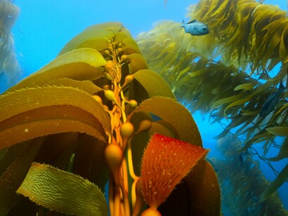 Alga marina. Alcuni specie di virus hanno effetti positivi e colpiscono alghe potenzialmente dannose