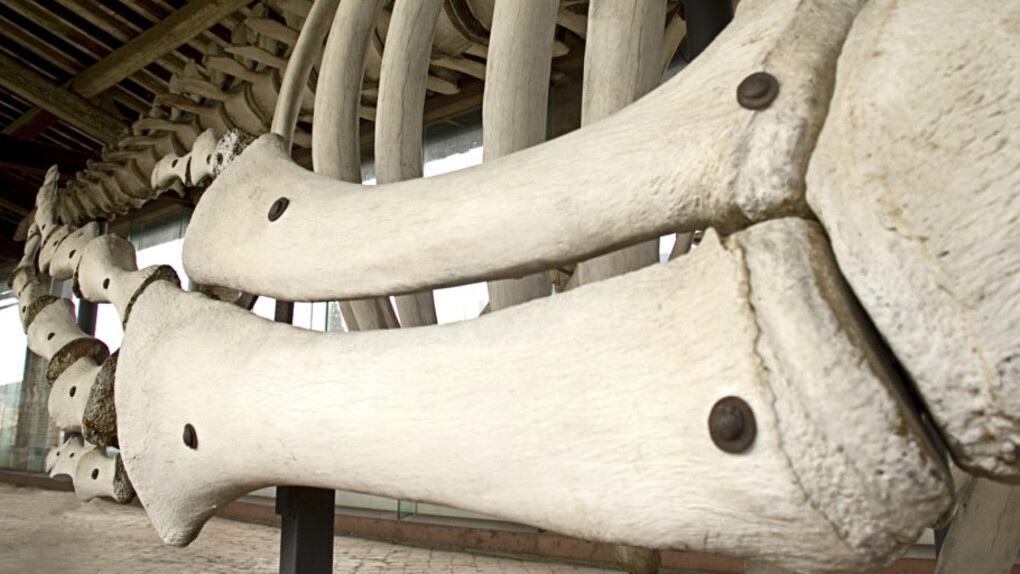 Cetaceans gallery. Courtesy of Museo di Storia Naturale