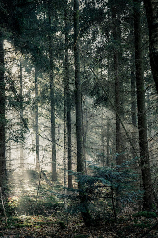 Bosco attraversato da riflessi di luce dopo una pioggia torrenziale  