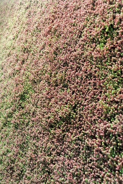 Flowers Planet