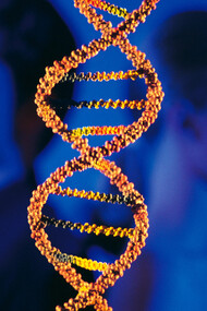 O movimento do DNA em 3D