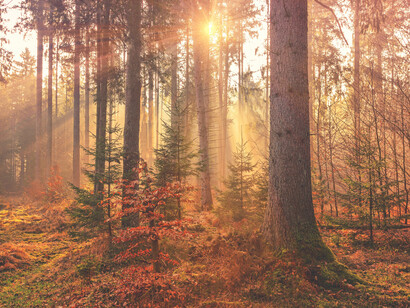 El bosque rebosaba vida