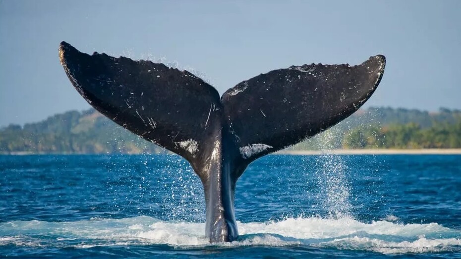 Le balene, giganteschi miti abitanti dei mari 